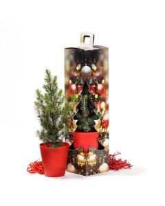 Árboles navideños en caja regalo