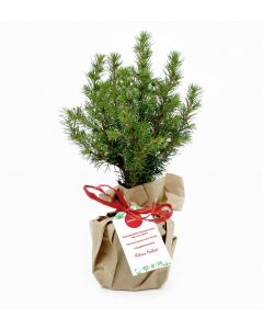 Arbolito de Navidad para plantar 