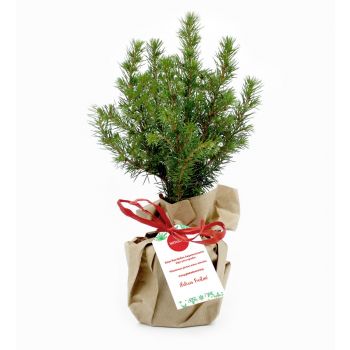 Arbolito de Navidad para plantar