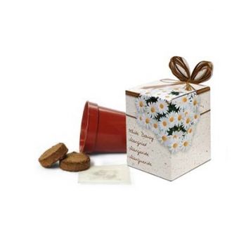 Cultivo margaritas en cajita estándar o personalizada