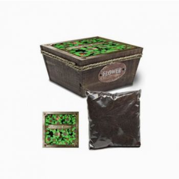 Cultivo tréboles en cesta madera