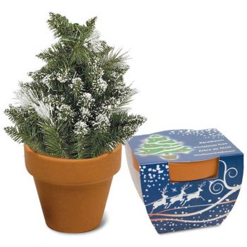 Kit cultivo de árbol de Navidad para plantar