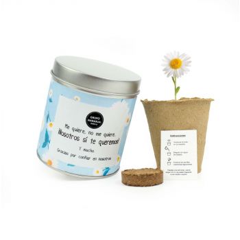 Kit cultivo margaritas en latita personalizada alta