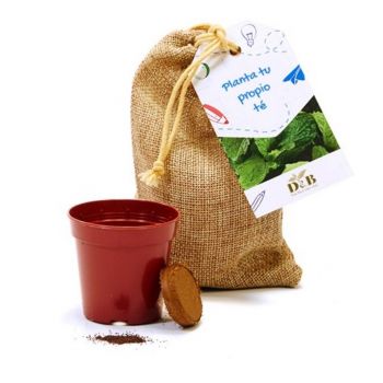 Kit de cultivo de té en saco yute