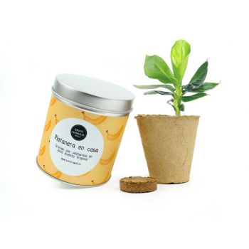 Kit de cultivo plátano verano