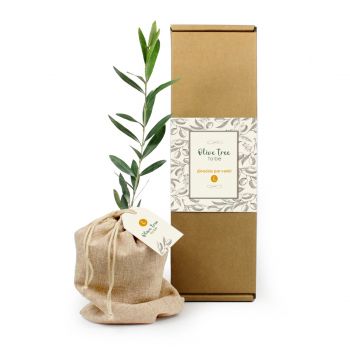 Mini olivo en caja personalizada