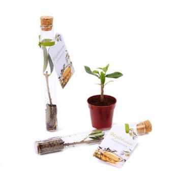 Olivo ecológico en tubito cristal