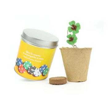 Tréboles 4 hojas en lata de verano