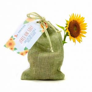 Cultivo girasoles para verano en saco yute