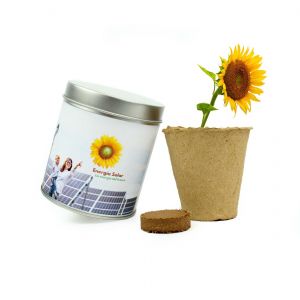 Girasol ecológico verano en lata