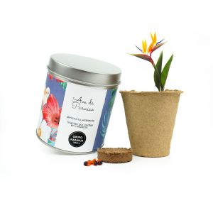 Kit ecológico ave del paraiso