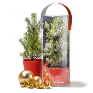Mini árbol de Navidad en packaging transparente