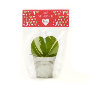 Plantita corazón para San Valentín