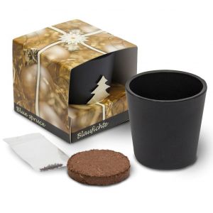 Semillas de abeto de Navidad en bote de cerámica