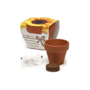 Semillas girasol en maceta terracota