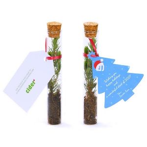 Tubo ensayo con un árbol NATURAL de navidad